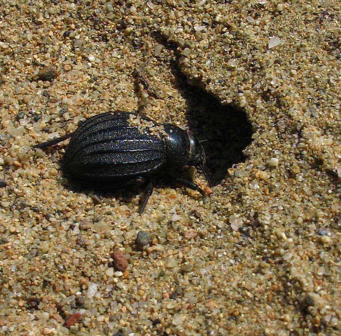 Coleoptera: Pimelia bipunctata?